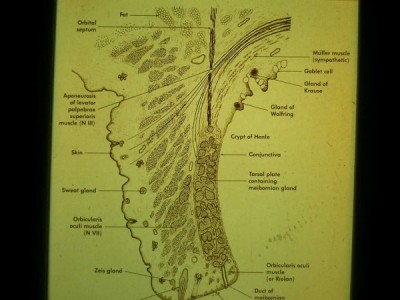 anatomi1